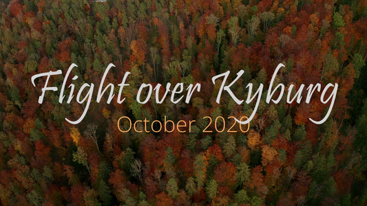 2020 10 25 Wald in Herbstfarben Kyburg